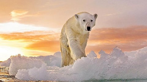 அலசல்: என்ன செய்யப் போகிறது அரசு?