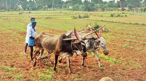தருமபுரி மாவட்டம் பென்னாகரம் வட்டம் கூத்தப்பாடி அக்ரஹாரம் பகுதியில் கேழ்வரகு வயலில், பிரத்தியேக கலப்பை மூலம் ‘பளுக்கு’ ஓட்டும் பணியில் ஈடுபட்டுள்ள விவசாயி.