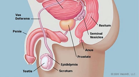 அடிக்கடி சிறுநீர் கழிக்கிறீர்களா?- இதைக் கொஞ்சம் படியுங்கள்...