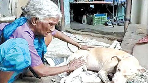 வாயில் அரிவாளால் வெட்டப்பட்ட நாய்.