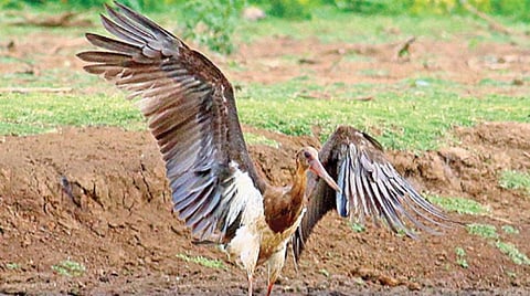 முதன்முறையாக மதுரைக்கு வருகை தந்துள்ள ஐரோப்பாவை தாயகமாகக் கொண்ட கரும் நாரை.