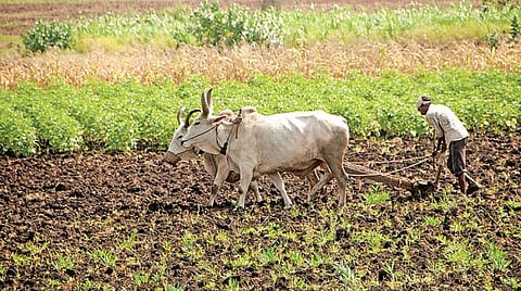 எது இயற்கை உணவு? 19 - வேளாண்மைக்கு உதவும் இரட்டை வழிமுறைகள்﻿