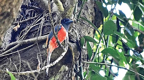 புதிய பறவை 09: பறக்கும் தீப்பந்தம்