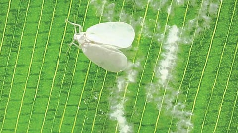 தென்னையைத் தாக்கும் வெள்ளை ஈ