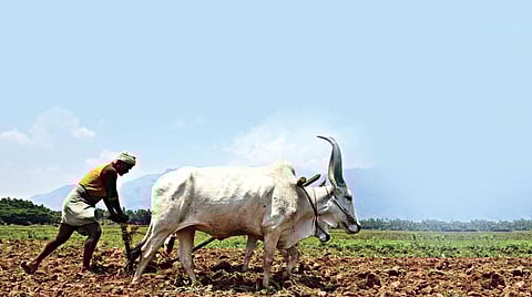 விவசாயிகள் ஓய்வூதியத் திட்டம்: நடைமுறை என்ன?