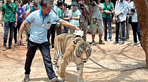 தாய்லாந்து புத்தர் கோயிலில் இருந்து மீட்கப்பட்ட ஒரு புலி. (கோப்புப் படம்)
