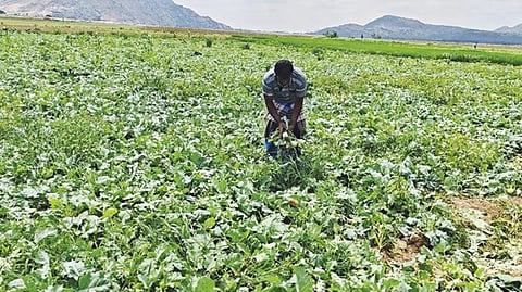 கூடுதல் விலைக்கு வியாபாரிகள் கொள்முதல் செய்வதால்﻿ ﻿நூக்கல் சாகுபடிக்கு மாறும் கிருஷ்ணகிரி விவசாயிகள்﻿