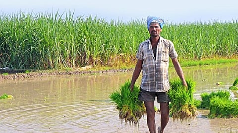 பாரம்பரிய வேளாண்மை என்றாலே விஞ்ஞானிகள் ஏன் முகம் சுளிக்கிறார்கள்? 