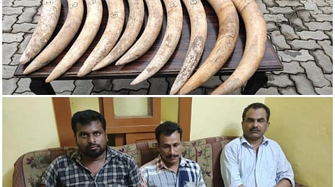 கைப்பற்றப்பட்ட 5 யானைகளின் 10 தந்தங்களுடன் கைது செய்யப்பட்ட யானை வேட்டைக்காரர்கள் | படம்: ஏஎன்ஐ