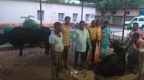 வயிற்றுக்குள் இறந்த 2 கன்றுகளுடன் அவதிப்பட்ட பசு: சிசேரியன் மூலம் அகற்றி உயிரைக் காப்பாற்றிய மதுரை அரசு கால்நடை மருத்துவர்கள்