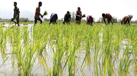 சம்பா பருவ சாகுபடி குறைவு