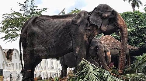 உயிரிழந்த 70 வயது யானை டிக்கிரி படம் உதவி சேவ் எலிபேண்ட் ஃபௌண்டேஷன்