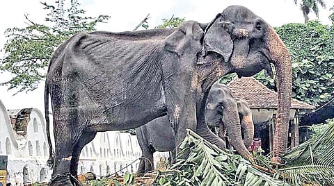 எலும்பும் தோலுமாக உள்ள டிக்கிரி யானை