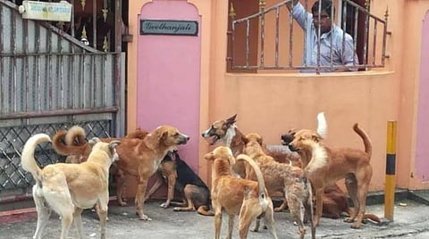 பந்தலூரில் முதியவரை சூழ்ந்த நாய்கள் | கோப்புப்படம்