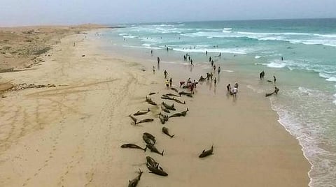 இறந்து கரை ஒதுங்கிய  200 டால்பின்கள்: மேற்கு ஆப்பிரிக்க கடற்கரையில் சோகம்