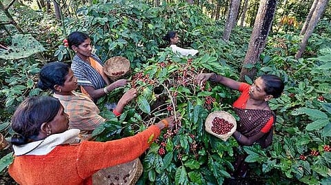 காபி விவசாயிகளைப் பாதுகாத்திட மத்திய, மாநில அரசுகள் நடவடிக்கை எடுக்கவேண்டும்: மாநில மாநாட்டில் தீர்மானம்