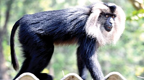 அழிந்து வரும் உயிரினங்கள் பட்டியலில் இடம் பெற்றுள்ள சிங்கவால் குரங்கு.