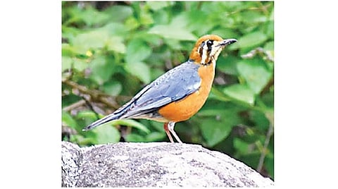 புதிய பறவை 10: நடுக்காட்டில் விளையாடிய பூங்குருவி