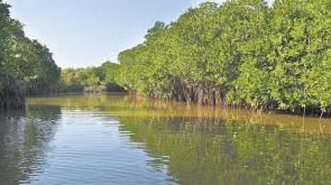 அலையாத்தி காட்டில் ஆய்வு செய்யும் பள்ளி மாணவர்கள்