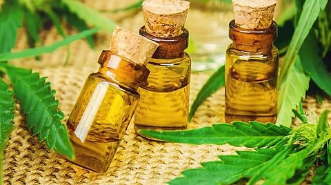 மன அழுத்தத்தைப் போக்கும் தங்கத் திரவம் ஆலிவ் எண்ணெய் - ஆய்வில் தகவல்