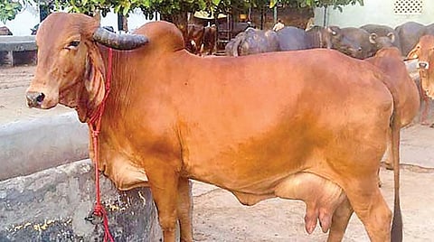 நாட்டுமாடுகளின் எண்ணிக்கை சரிவு