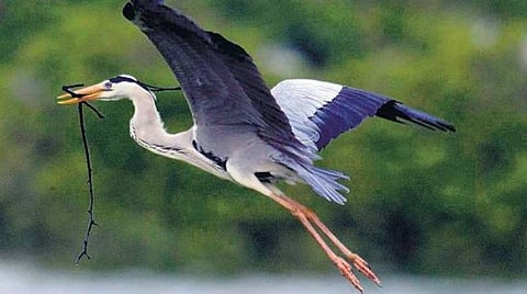 மொழிபெயர்ப்பு: போக்குவரத்தினால் ஏற்படும் இரைச்சல் பறவைகளின் உடலையும் இனப்பெருக்க ஆரோக்கியத்தையும் பாதிக்கும்: புதிய ஆய்வு