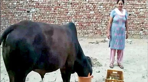 ஹரியாணா மாநிலம் சிர்சாவில் 40 கிராம் தங்க நகைகளை விழுங்கிய மாட்டை கடந்த 10 நாட்களாக வீட்டுக்கு வெளியே கட்டிவைத்து கண்காணித்து வரும் ஜனக்ராஜ் குடும்பத்தினர்.