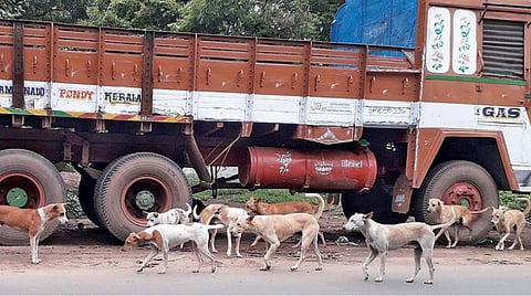 விருத்தாசலம் நகரில் தீராத பிரச்சினை: தெரு நாய்களின் அட்டூழியத்தால் மக்கள் எரிச்சல்