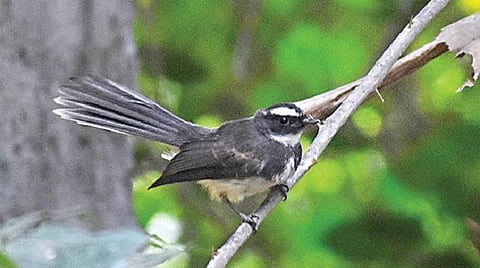 புதிய பறவை 12: வாலில் ஒரு விசிறி