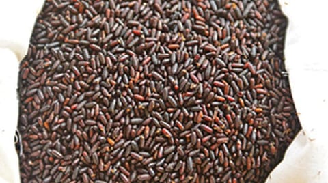 ஈக்களை ஒழிக்க செர்ரி ஒட்டுண்ணிப் பூச்சிகள் அறிமுகம்: ﻿மதுரை மாநகராட்சியில் பரிசோதனை முயற்சி