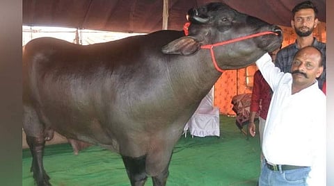 பீமா எருமையுடன் அதன் உரிமையாளர் ஜவஹர்லால் ஜாங்கிட்.