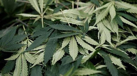 தாழம்பூர், கூடுவாஞ்சேரி பகுதிகளில் கஞ்சா விற்பனை; கும்பல்களிடம் துப்பாக்கி புழக்கம்: அச்சத்தில் காஞ்சிபுரம், சென்னை புறநகர் பகுதி மக்கள்