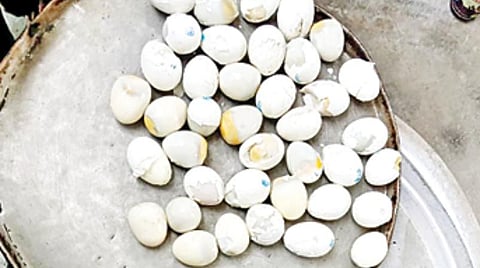 திருப்பத்தூர் அருகே ﻿﻿மாணவர்களுக்கு அழுகிய முட்டை விநியோகம்﻿: ﻿வட்டார வளர்ச்சி அலுவலர் விசாரணை﻿