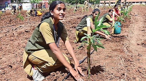 செயல் விளக்க திடலில் அடர் நடவு செய்யும் பணியில் ஈடுபட்ட தோட்டக்கலை மாணவிகள். 
படம்: ஜெ.மனோகரன்.