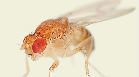 பேசும் பழ ஈக்கள்!