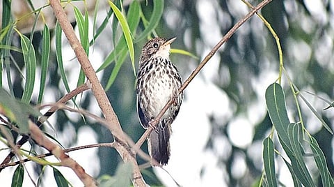 புதிய பறவை 13: மனத்தில் ரீங்கரித்த பறவையின் பாடல்