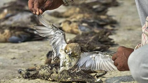 ராஜஸ்தானில் 5,000 பறவைகள் உயிரிழக்க நச்சு உணவே காரணம் 
