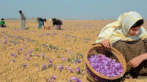 குங்குமப் பூக்களைப் பறிக்க காஷ்மீரிகள் அதிகாலையிலேயே சென்றுவிடுகின்றனர்.