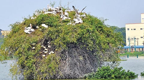 மேல்மருவத்தூர் ஏரிக்கு வந்துள்ள பறவைகள்.