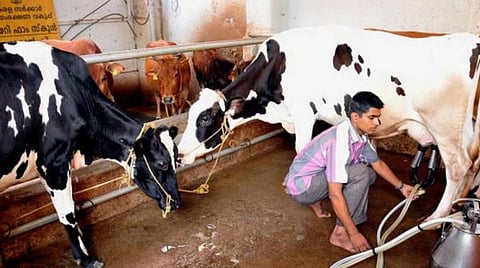 தமிழ்நாட்டுப் பாலில் நச்சுத் தன்மை உள்ளதா? எது நல்லது, குழந்தைகளுக்குக் கொடுக்கலாமா?