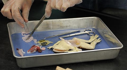 பள்ளிகளில் தவளை சோதனைக்கு மாற்று கண்டுபிடித்த ஃப்ளோரிடா மாகாணம்