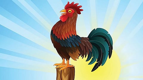 டிங்குவிடம் கேளுங்கள்: அதிகாலையில் சேவல் கூவுவது ஏன்?