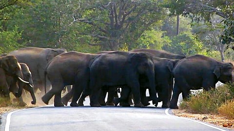 கிருஷ்ணகிரி மாவட்டம் அஞ்செட்டி சாலையைக் கடந்து தேன்கனிக்கோட்டை வனப்பகுதிக்கு சென்ற யானைக்கூட்டம்