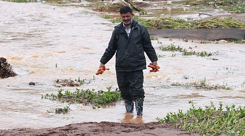 தொடர் மழையால் சேதமான பயிர்கள்