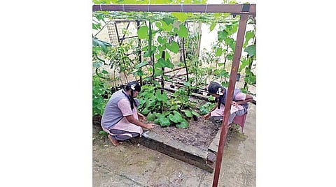 பள்ளி வளாகத்தில் காய்கறி தோட்டம் விருதுநகர் அருகே அசத்தும் அரசு பள்ளி மாணவர்கள்