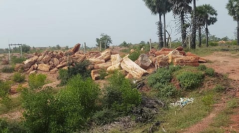 விழுப்புரத்தின் பொக்கிஷமான திருவக்கரை கல்மரங்கள் பாதுகாக்கப்படுமா?- கண் முன்னே பறிபோகும் பரிதாபம்