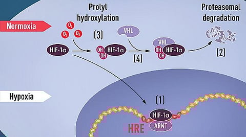 இன்றைய அறிவியல்: அறிவியல் நோபல் 2019 - கண்டறிதல்களின் முக்கியத்துவம்