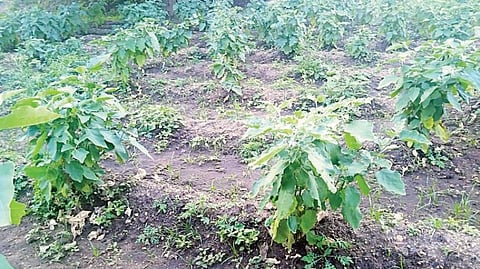 கோவை மத்திய சிறை வளாகத்தில் சாகுபடி செய்யப்பட்டுள்ள வெண்டைக்காய் மற்றும் கத்தரிக்காய் வகைகள்.