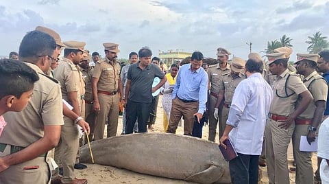 அழகன்குளம் அருகே இறந்து கரை ஒதுங்கிய கடற்பசுவை பார்வையிட்ட வனத்துறை அதிகாரிகள், மீனவர்கள்.