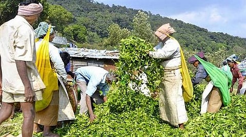 உள்ளாட்சித் தேர்தல் சுவாரஸ்யம்: மாதம் ஒருமுறையே ஊருக்கு வரும் எஸ்டேட் தொழிலாளிகள்; வாக்கு சேகரிக்க கேரளாவுக்கே படையெடுக்கும் வேட்பாளர்கள்